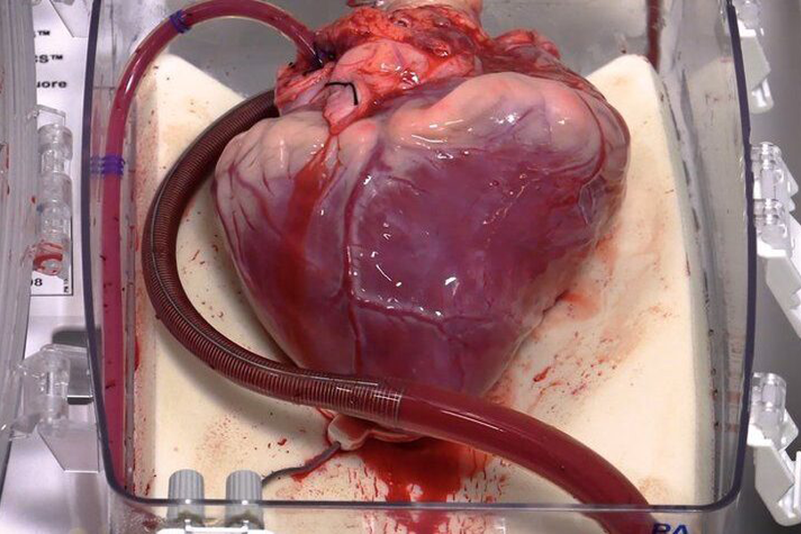 Machine restart dead hearts